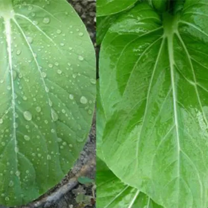農業植物保護におけるシリコン製品の適用