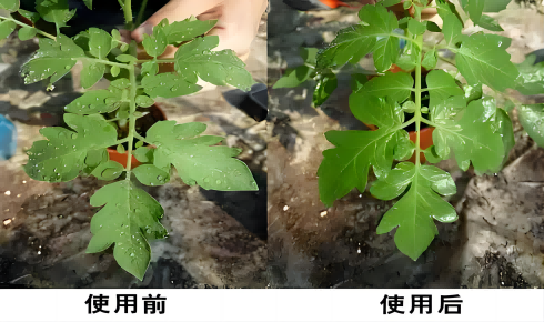 シラン界の多用途プレーヤー クロロメチルジメチルシリルクロリド (HC-CM2123) の詳細な分析とその応用の見通し